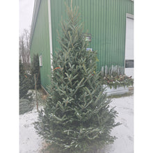 Load image into Gallery viewer, Christmas - Fraser Fir Christmas Trees