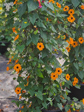 Load image into Gallery viewer, Thunbergia Trellis