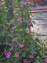 Load image into Gallery viewer, Thunbergia Trellis