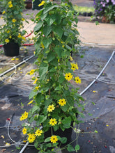 Load image into Gallery viewer, Thunbergia Trellis