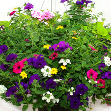 Load image into Gallery viewer, The Classic - Window Box