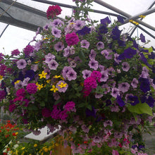 Load image into Gallery viewer, Intrawest - Hanging Basket