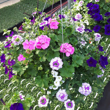 Load image into Gallery viewer, Lavender Shades - Hanging Basket
