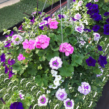 Load image into Gallery viewer, Lavender Shades - Hanging Basket
