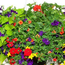 Load image into Gallery viewer, Mediterranean - Window Box