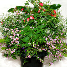 Load image into Gallery viewer, Pink Dragon Wing - Hanging Basket