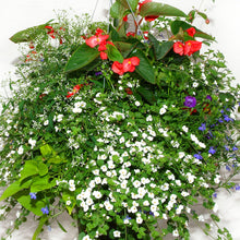 Load image into Gallery viewer, Red Dragon Wing - Hanging Basket