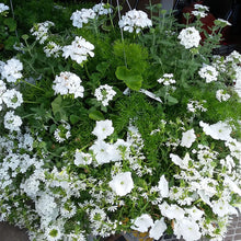 Load image into Gallery viewer, Wedding White - Planter