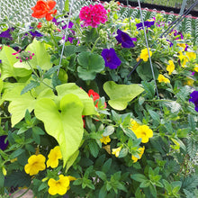 Load image into Gallery viewer, Tropical Twist- Planter