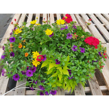 Load image into Gallery viewer, Mediterranean - Window Box