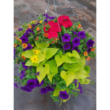 Load image into Gallery viewer, Mediterranean - Hanging Basket