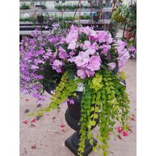 Load image into Gallery viewer, Blooming Romance - Hanging Basket
