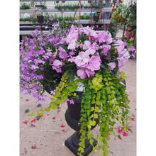 Load image into Gallery viewer, Blooming Romance - Hanging Basket
