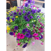Load image into Gallery viewer, The Classic - Hanging Basket