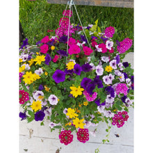 Load image into Gallery viewer, Intrawest - Window Box