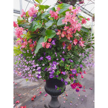 Load image into Gallery viewer, Pink Dragon Wing - Planter