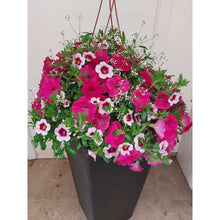 Load image into Gallery viewer, Pinkalicious - Hanging Basket