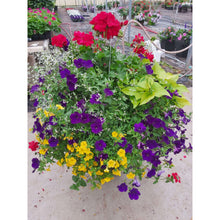 Load image into Gallery viewer, Primary Colours - Hanging Basket
