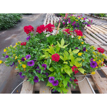 Load image into Gallery viewer, Primary Colours - Hanging Basket
