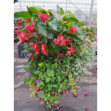 Load image into Gallery viewer, Red Dragon Wing - Hanging Basket
