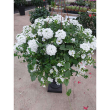 Load image into Gallery viewer, Wedding White - Planter