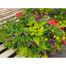 Load image into Gallery viewer, Tropical Twist- Hanging Basket