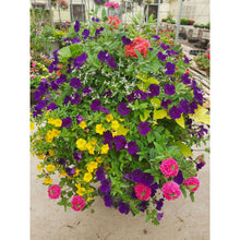Load image into Gallery viewer, Tropical Twist- Hanging Basket
