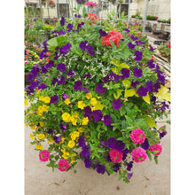 Load image into Gallery viewer, Tropical Twist- Hanging Basket