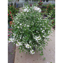 Load image into Gallery viewer, Wedding White - Hanging Basket