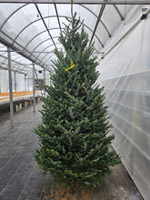 Load image into Gallery viewer, Christmas - Fraser Fir Christmas Trees

