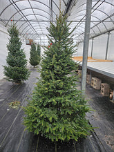 Load image into Gallery viewer, Christmas - Fraser Fir Christmas Trees
