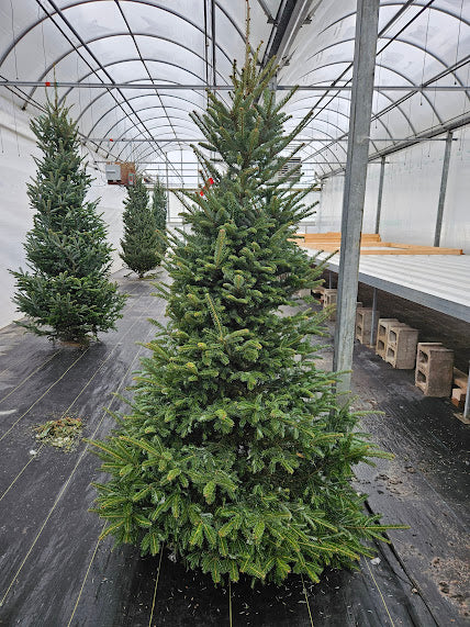 Christmas - Fraser Fir Christmas Trees