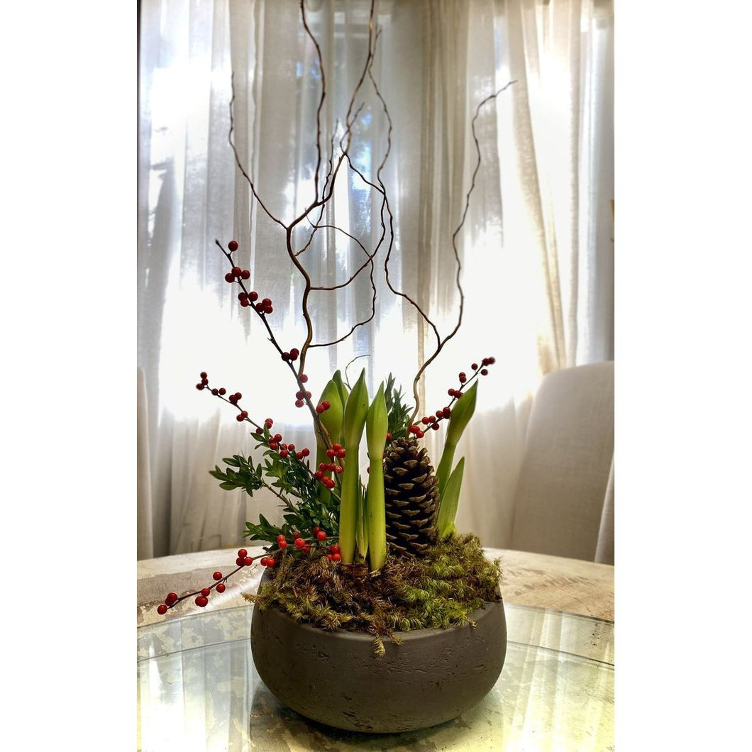 Amaryllis Centerpiece  - Workshop