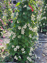 Load image into Gallery viewer, Thunbergia Trellis

