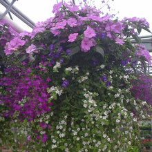 Load image into Gallery viewer, Blooming Romance - Hanging Basket
