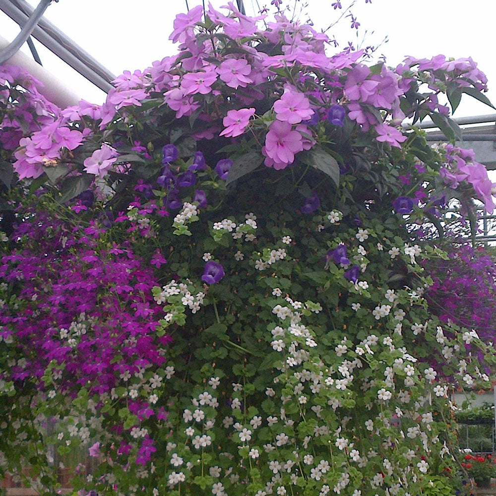 Blooming Romance - Hanging Basket