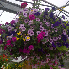 Load image into Gallery viewer, Intrawest - Hanging Basket
