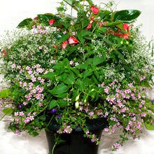 Load image into Gallery viewer, Pink Dragon Wing - Hanging Basket
