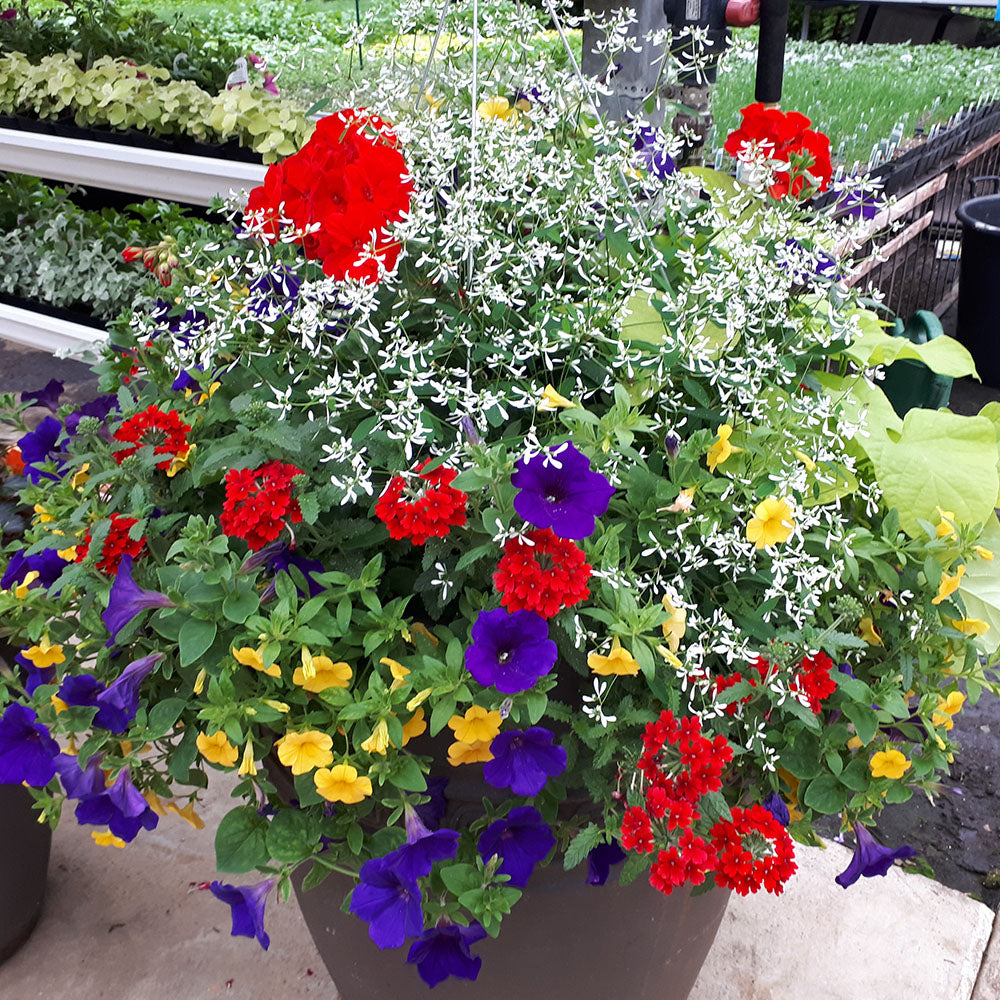 Primary Colours - Hanging Basket