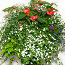 Load image into Gallery viewer, Red Dragon Wing - Hanging Basket
