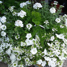 Load image into Gallery viewer, Wedding White - Hanging Basket
