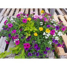 Load image into Gallery viewer, The Classic - Hanging Basket
