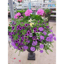 Load image into Gallery viewer, Lavender Shades - Hanging Basket
