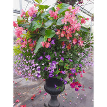 Load image into Gallery viewer, Pink Dragon Wing - Hanging Basket
