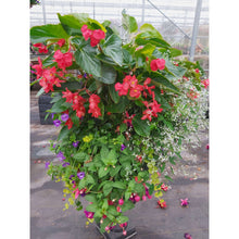 Load image into Gallery viewer, Red Dragon Wing - Hanging Basket
